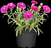 Dianthus caryophyllus 'Tenerife