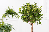 Ficus benjamina, stem