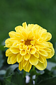 Dahlia, yellow