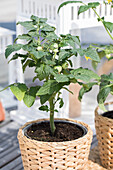 Solanum lycopersicum 'Primabell'®