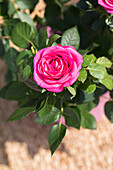 Potted rose, pink