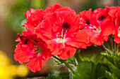 Pelargonium grandiflorum, red