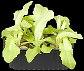 Lettuce green, Lactuca sativa capitata