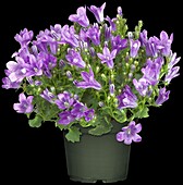 Campanula