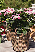 Hydrangea macrophylla, rosa