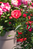 Bed rose, red