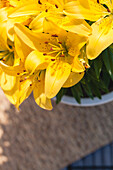 Lilium, yellow