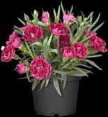 Dianthus caryophyllus