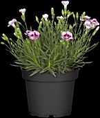 Dianthus 'Charmy