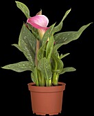 Zantedeschia aethiopica, rosa