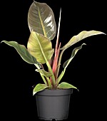 Philodendron erubescens 'Red Emerald