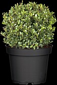 Ilex crenata 'Dark Green'®