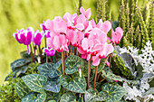 Cyclamen persicum Out-Land