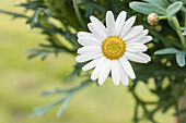 Argyranthemum frutescens, weiß