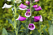 Digitalis purpurea