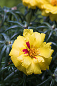 Portulaca grandiflora