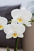 Phalaenopsis, white