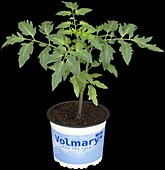 Solanum lycopersicum 'Tomimaru Muchoo'