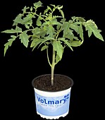 Solanum lycopersicum Gourmandia F1