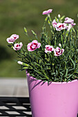 Dianthus 'Charmy