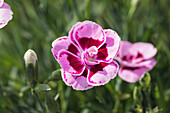 Dianthus 'Charmy