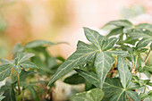 Hedera helix 'Trio'