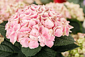 Hydrangea 'Magical'® Four Seasons, rosa