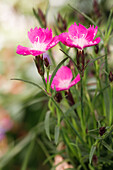 Dianthus 'Kahori'®