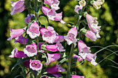 Digitalis purpurea