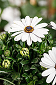 Osteospermum ecklonis