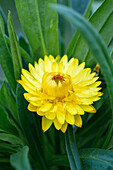 Helichrysum bracteatum, yellow