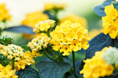 Lantana camara, yellow