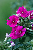 Verbena, pink