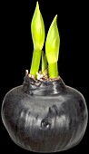 Hippeastrum Waxz®