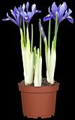 Iris reticulata