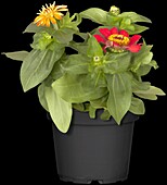 Zinnia haageana 'Profusion