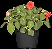 Impatiens walleriana, red