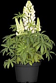 Lupinus polyphyllus, white