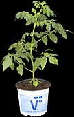 Solanum lycopersicum 'Tomberry'