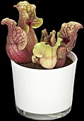 Sarracenia