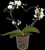 Phalaenopsis multiflora, white