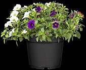 Calibrachoa 'Trio