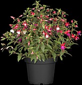Fuchsia 'Jollies® Tricolore'