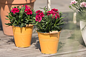 Dianthus caryophyllus, red