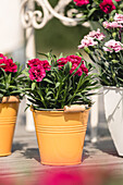 Dianthus caryophyllus, rot