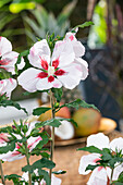 Hibiscus syriacus, weiß-rot