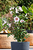 Hibiscus syriacus, weiß-rot