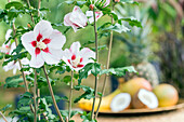 Hibiscus syriacus, weiß-rot