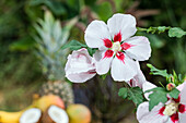 Hibiscus syriacus, weiß-rot