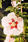 Hibiscus syriacus, white-red